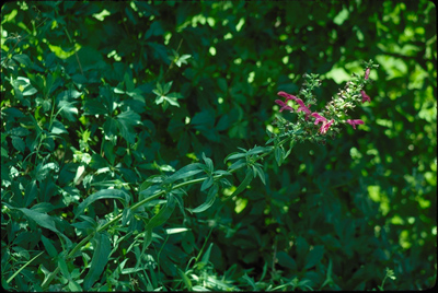 Salvia penstemonoides