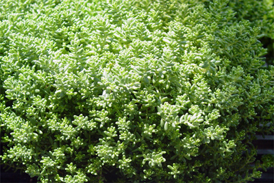 Sedum sp.
