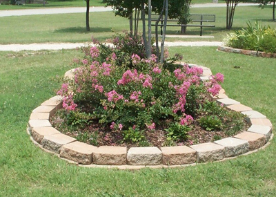 Lagerstroemia indica