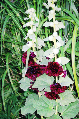 Alcea rosea