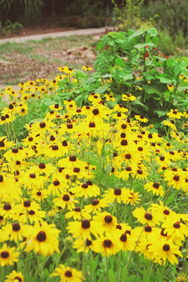 Rudbekia hirta fulgida Goldstrum