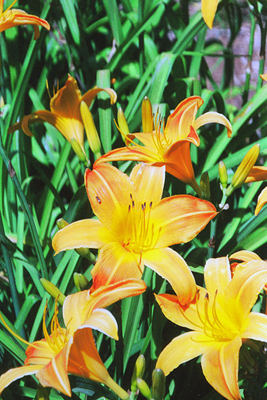 Hemerocallis spp.