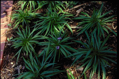Ruellia brittoniana Katie