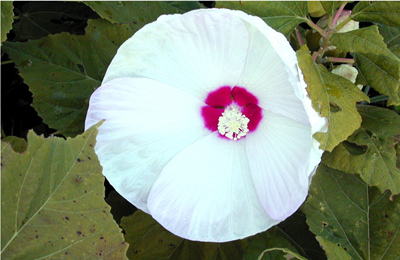 Hibiscus moscheutos