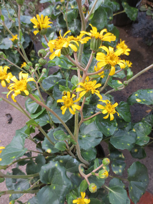 Farfugium japonicum Aureomaculata