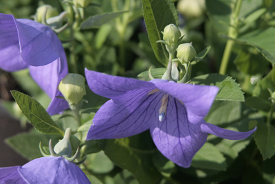 Platycodon grandiflorus