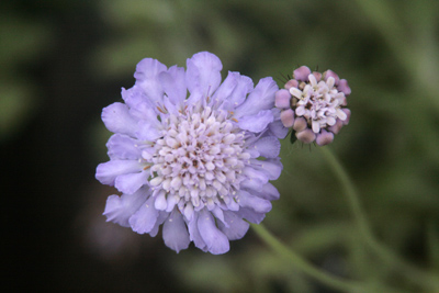 Scabiosa columbaria
