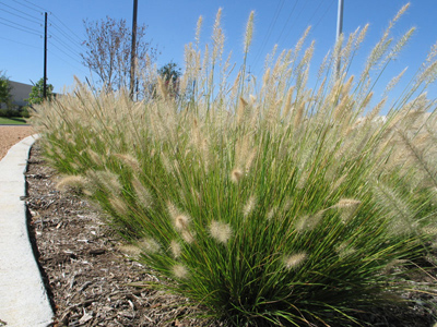 Pennisetum a. Hameln