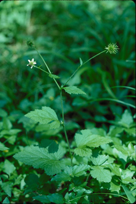 Geum canadense