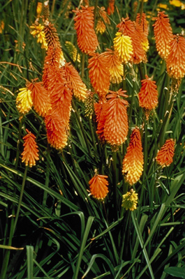 Kniphofia uvaria