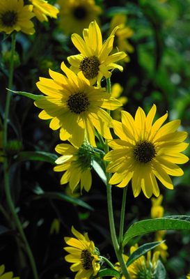 Helianthus maximiliani