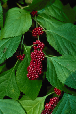 Callicarpa americana