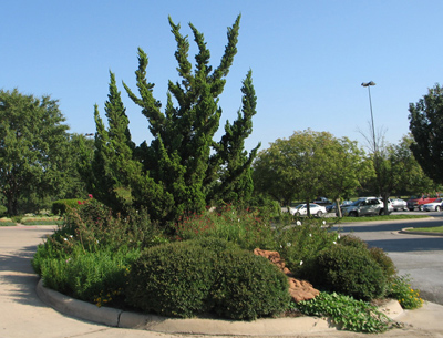 Juniperus chinensis Torulosa
