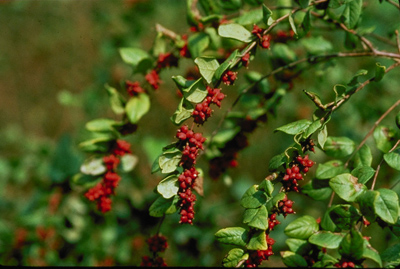 Symphoricarpos orbiculatus