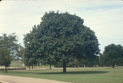 Quercus macrocarpa