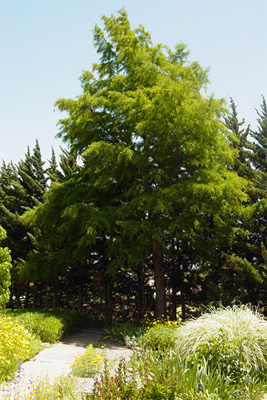 Taxodium distichum
