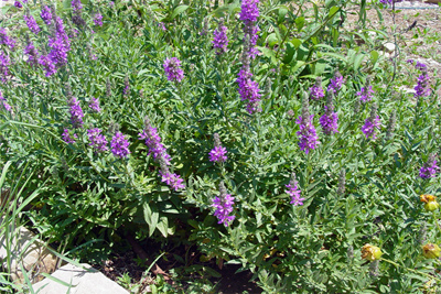 Lythrum virgatum
