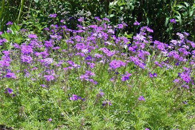 Verbena rigida