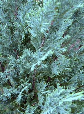 Juniperus scopulorum Wichita