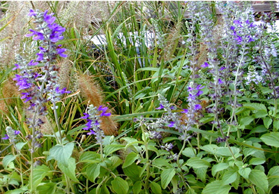 Salvia x. Indigo Spires