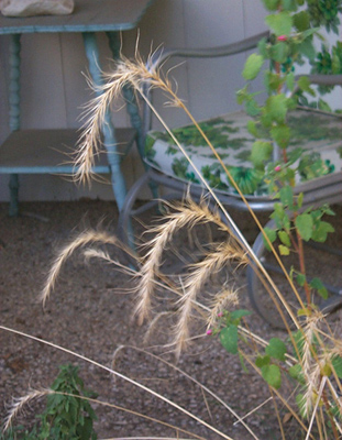 Elymus canadensis