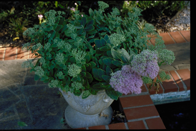 Sedum x Herbstfreude