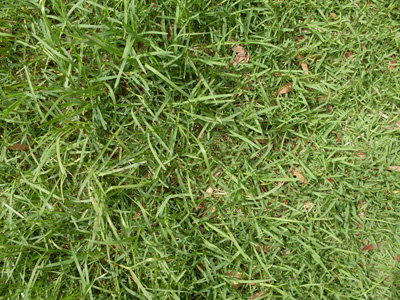 Grass Care - Buffalo Grass