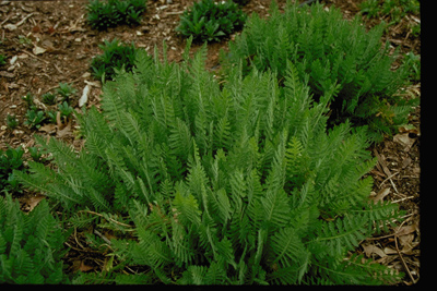 Achillea spp.