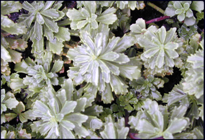 Sedum floriferum Weihenstephaner Gold
