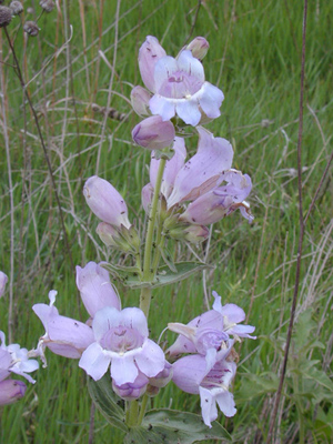 Penstemon cobaea