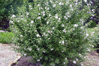 Hibiscus syriacus