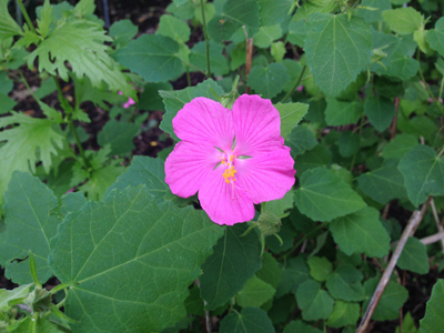 Pavonia lasiopetala