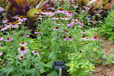 Echinacea purpurea