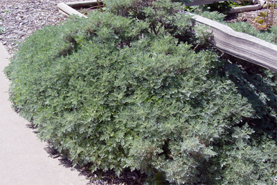 Artemisia spp.