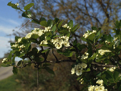 Crataegus spp.