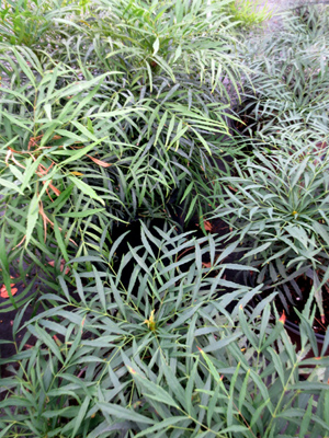 Mahonia eurybracteata Soft Caress