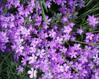 Phlox pilosa