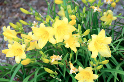 Hemerocallis spp.