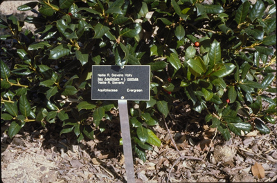 Ilex x. Nellie R. Stevens