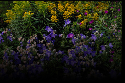 Solidago spp.
