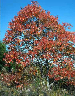Diospyros virginiana