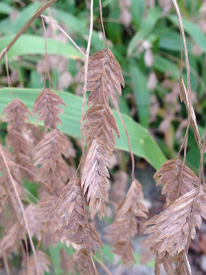Chasmanthium latifolium