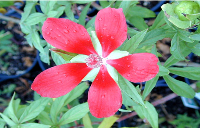 Hibiscus coccineus