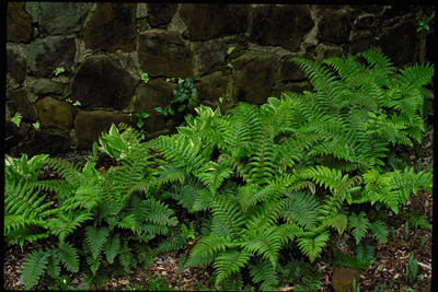 Polystichum polyblepharum
