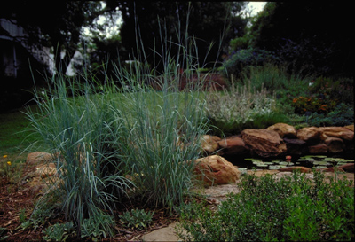 Schizachyrium scoparium