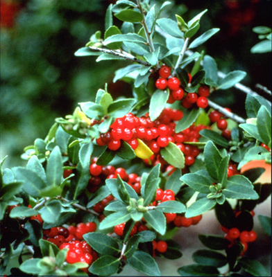 Ilex vomitoria