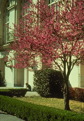 Cercis canadensis