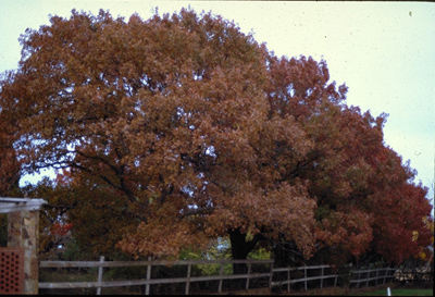 Quercus shumardii