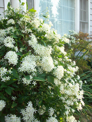 Clematis terniflora