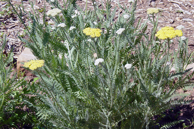Achillea species